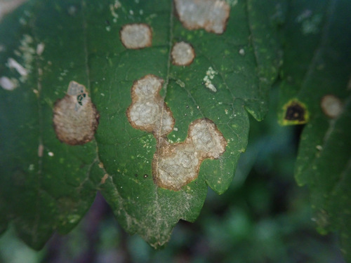 Gray Mold Spot