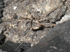Protolophus