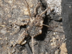 Protolophus
