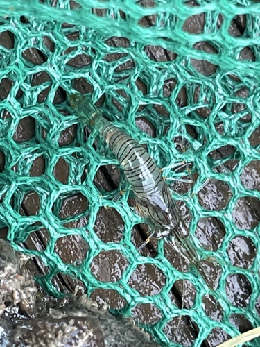 Florida grass shrimp