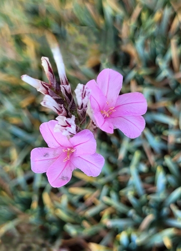 Acantholimon karelinii