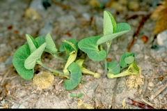 Aristolochia pallida