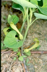 Aristolochia pallida