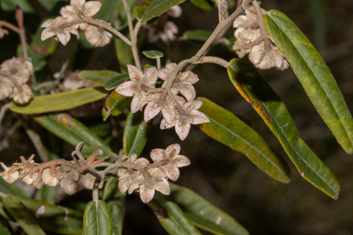 Lasiopetalum behrii, photograph 5