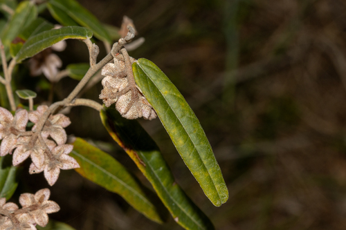 Lasiopetalum behrii, photograph 6