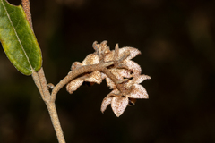 Lasiopetalum behrii, photograph T. Hammer, CC BY, iNaturalist via GBIF