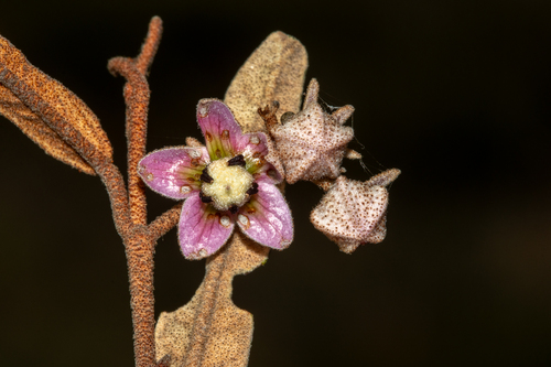 Lasiopetalum behrii, photograph 3