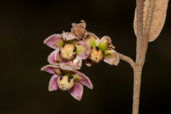 Lasiopetalum behrii, photograph T. Hammer, CC BY, iNaturalist via GBIF