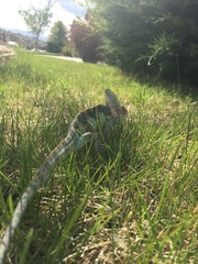 Chamaeleo calyptratus