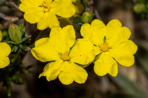 Hibbertia devitata Toelken