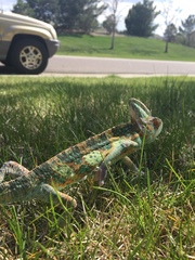 Chamaeleo calyptratus