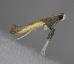 Caloptilia azaleella