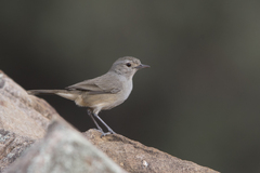 Redthroat photo 2