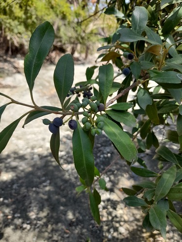 Olea europaea ssp. cuspidata