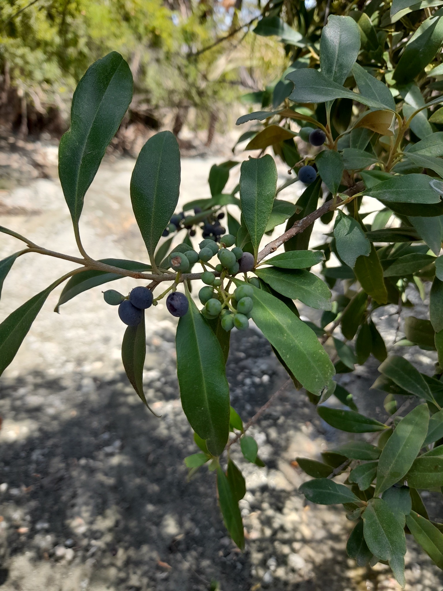 Olea europaea ssp. cuspidata