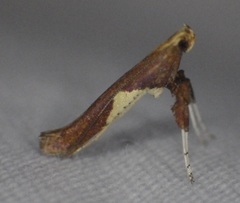 Caloptilia stigmatella