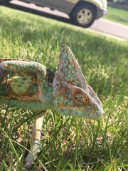 Chamaeleo calyptratus