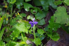 Viola palmata