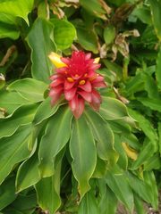 Costus barbatus