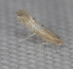 Phyllonorycter celtisella