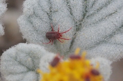 Balaustium