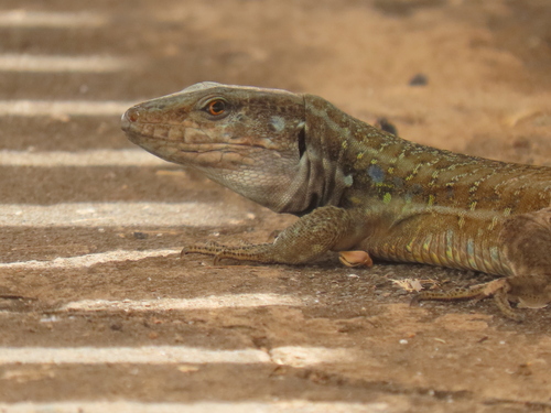 Tenerife Lizard, photo 2 of 10