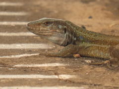 Gallot's Lizard photo 2