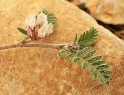 Astragalus stella image