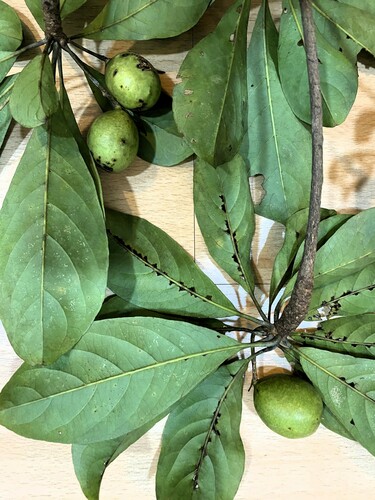 Terminalia nitens iNat (1)