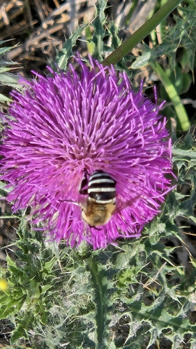 Four-striped Digger Bee (Amegilla quadrifasciata)
