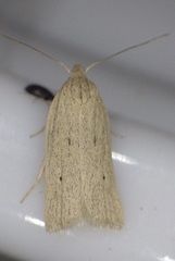 Gonioterma mistrella