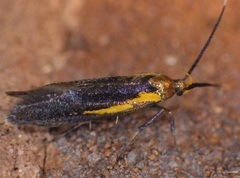 Mathildana newmanella