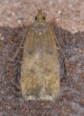 Glyphidocera