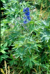 Delphinium dubium