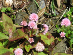 Bombus terrestris lusitanicus