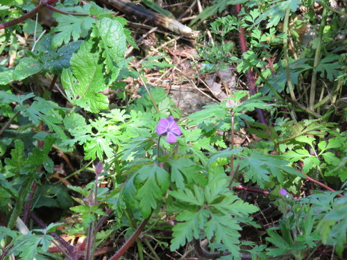 Geranium yeoi image