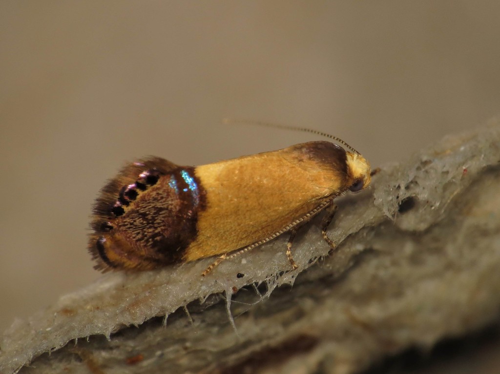 Eupselia