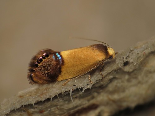 Eupselia satrapella
