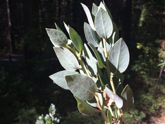 Arctostaphylos viscida