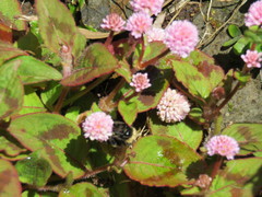 Bombus terrestris lusitanicus
