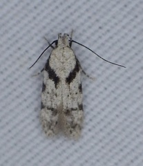 Pseudotelphusa palliderosacella