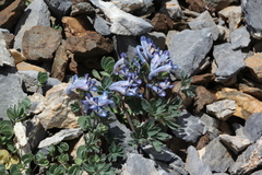 Corydalis alpestris