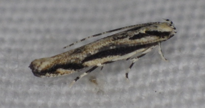 Lined Melanocinclis Moth