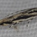 Lined Melanocinclis Moth - Photo (c) Kyhl Austin, some rights reserved (CC BY-NC), uploaded by Kyhl Austin