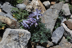 Corydalis alpestris