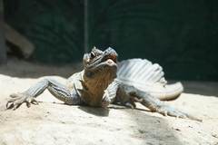 Hydrosaurus pustulatus