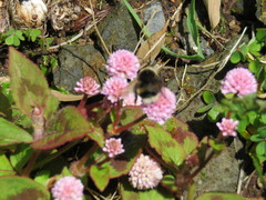 Bombus terrestris lusitanicus