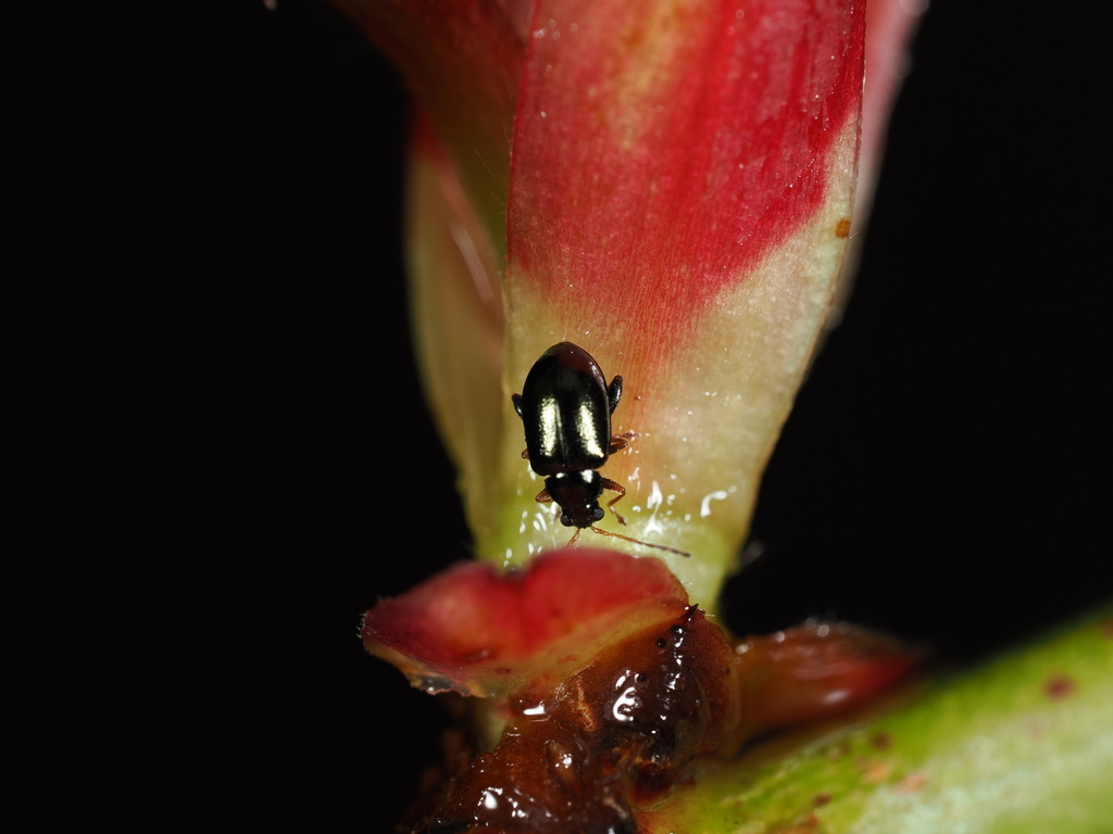 Aphthona erichsoni