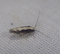 Agnippe prunifoliella