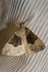 Pseudocoremia pergrata